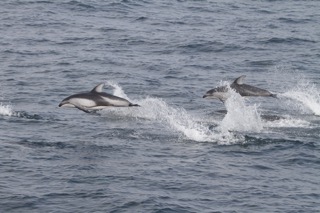 a whale swimming in a body of water