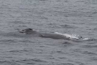 a whale jumping out of the water