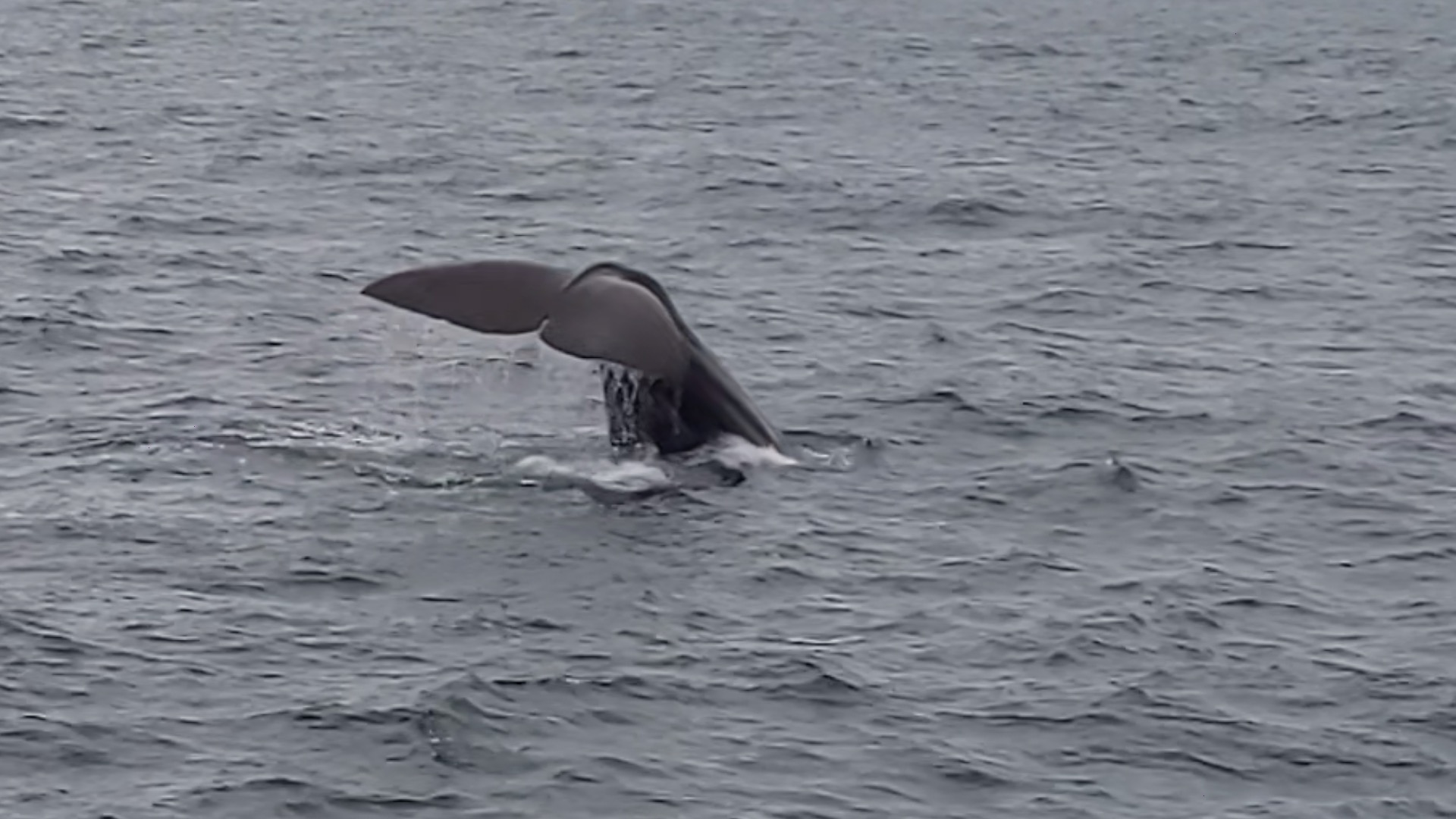 sperm whale 6 22 23 a person swimming in a body of water