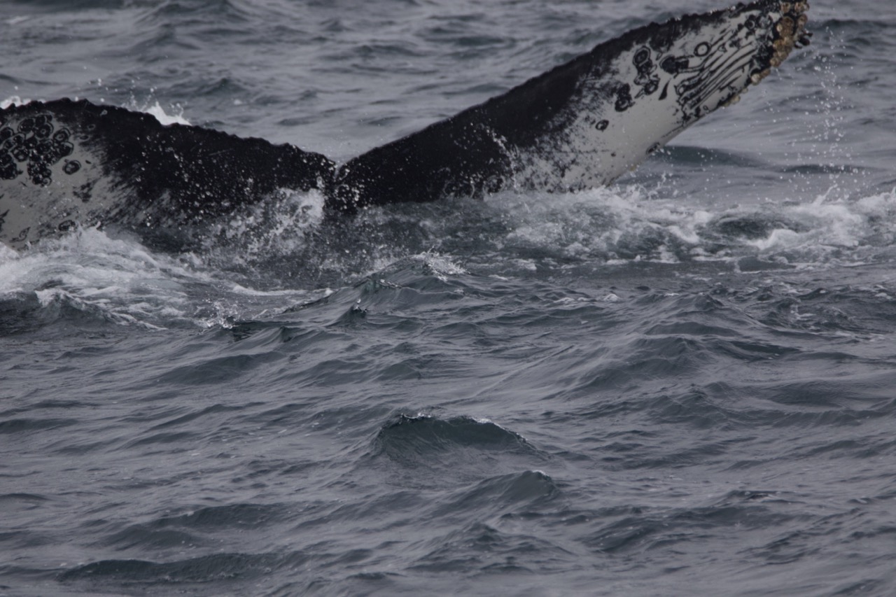 a man riding a wave on a surfboard in the ocean