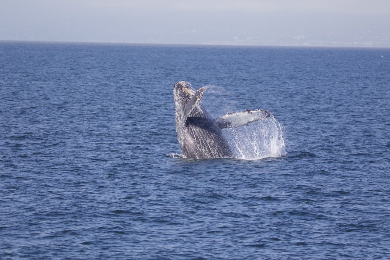 a whale jumping out of the water