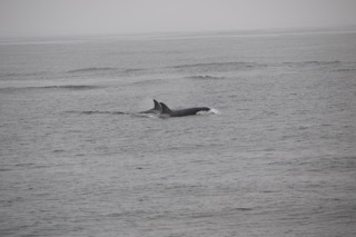 a whale jumping out of the ocean