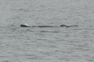 a whale jumping out of the water