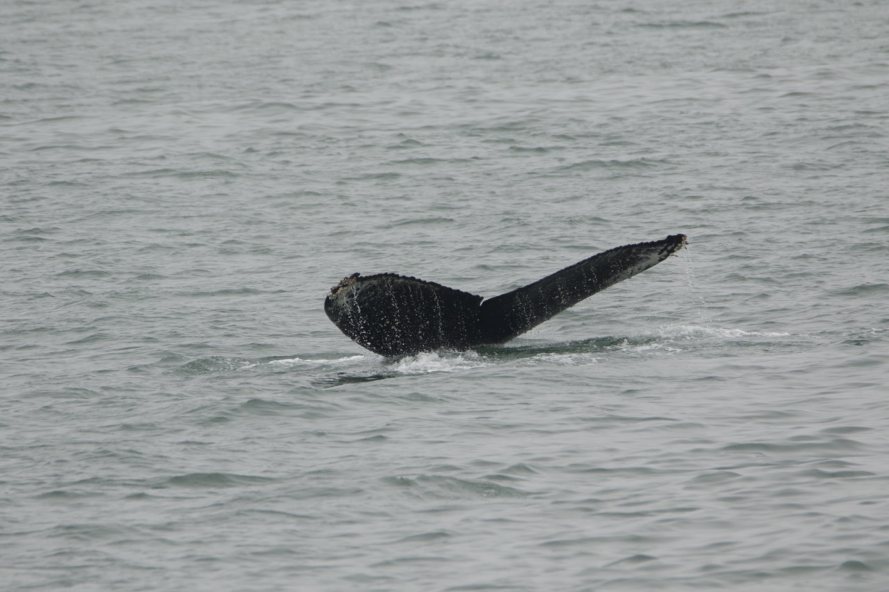 a bird swimming in water next to the ocean
