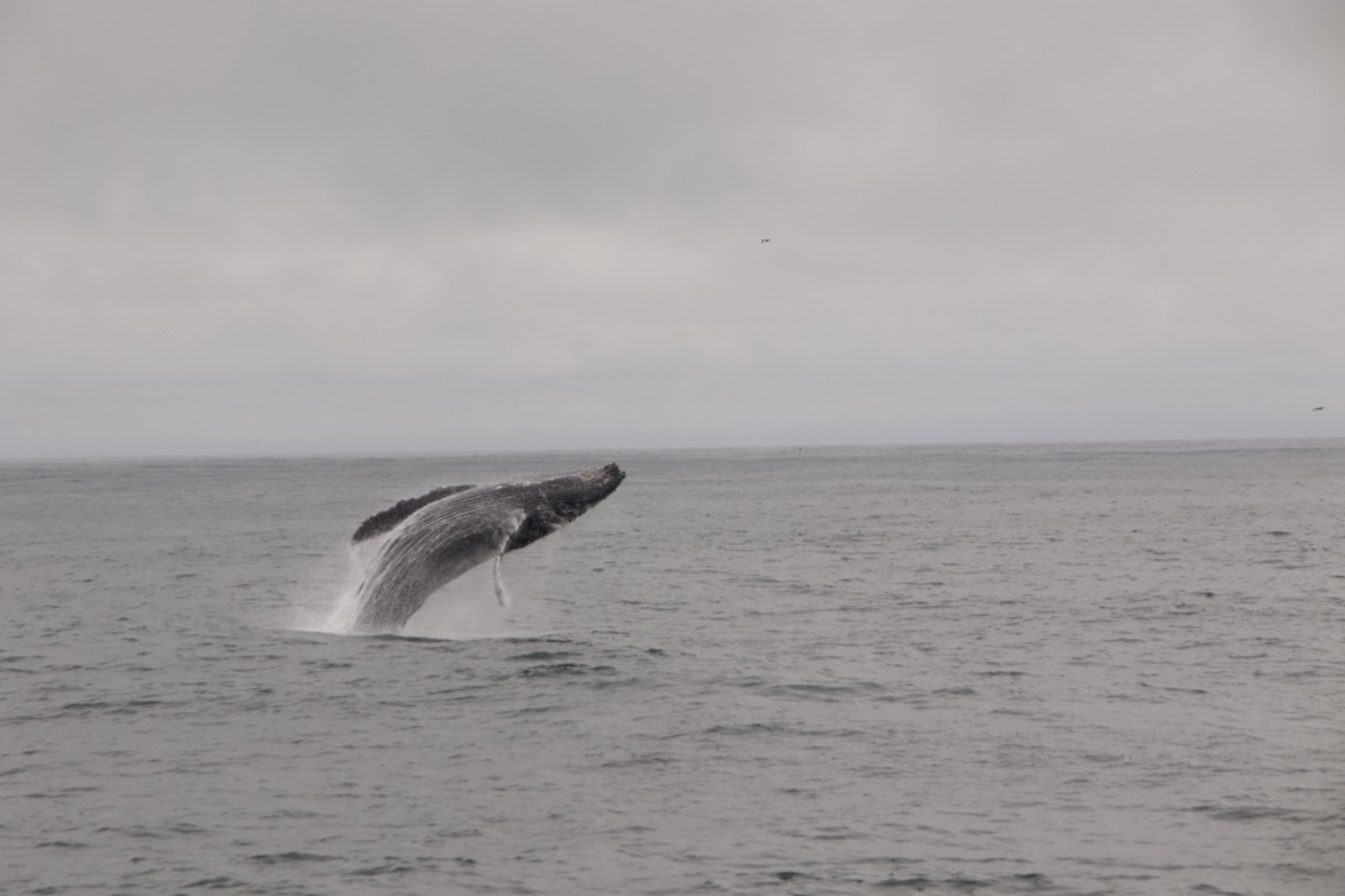 a whale jumping out of a body of water