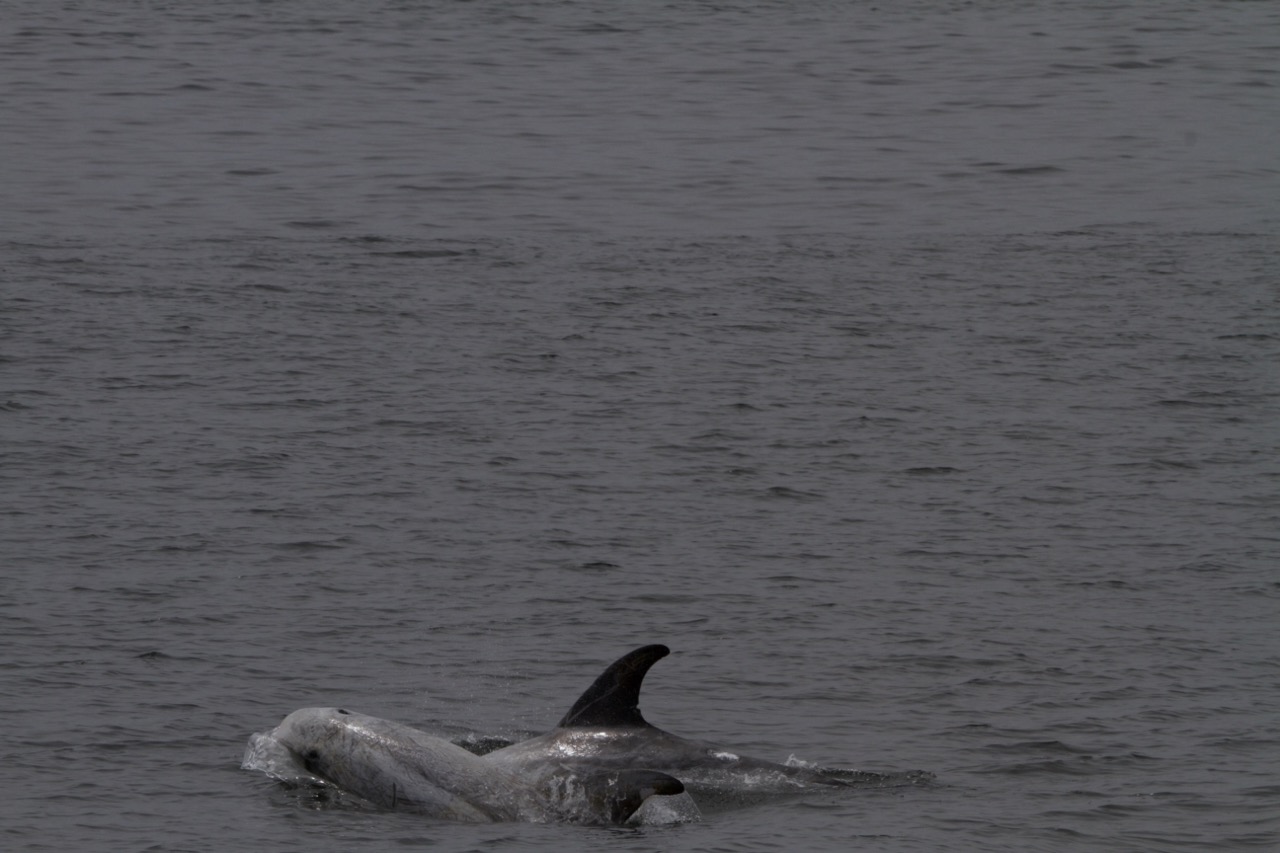 a bird flying over a body of water