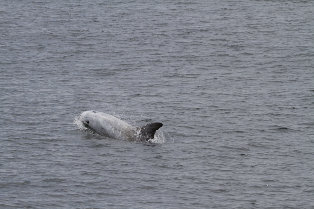 a bird flying over a body of water