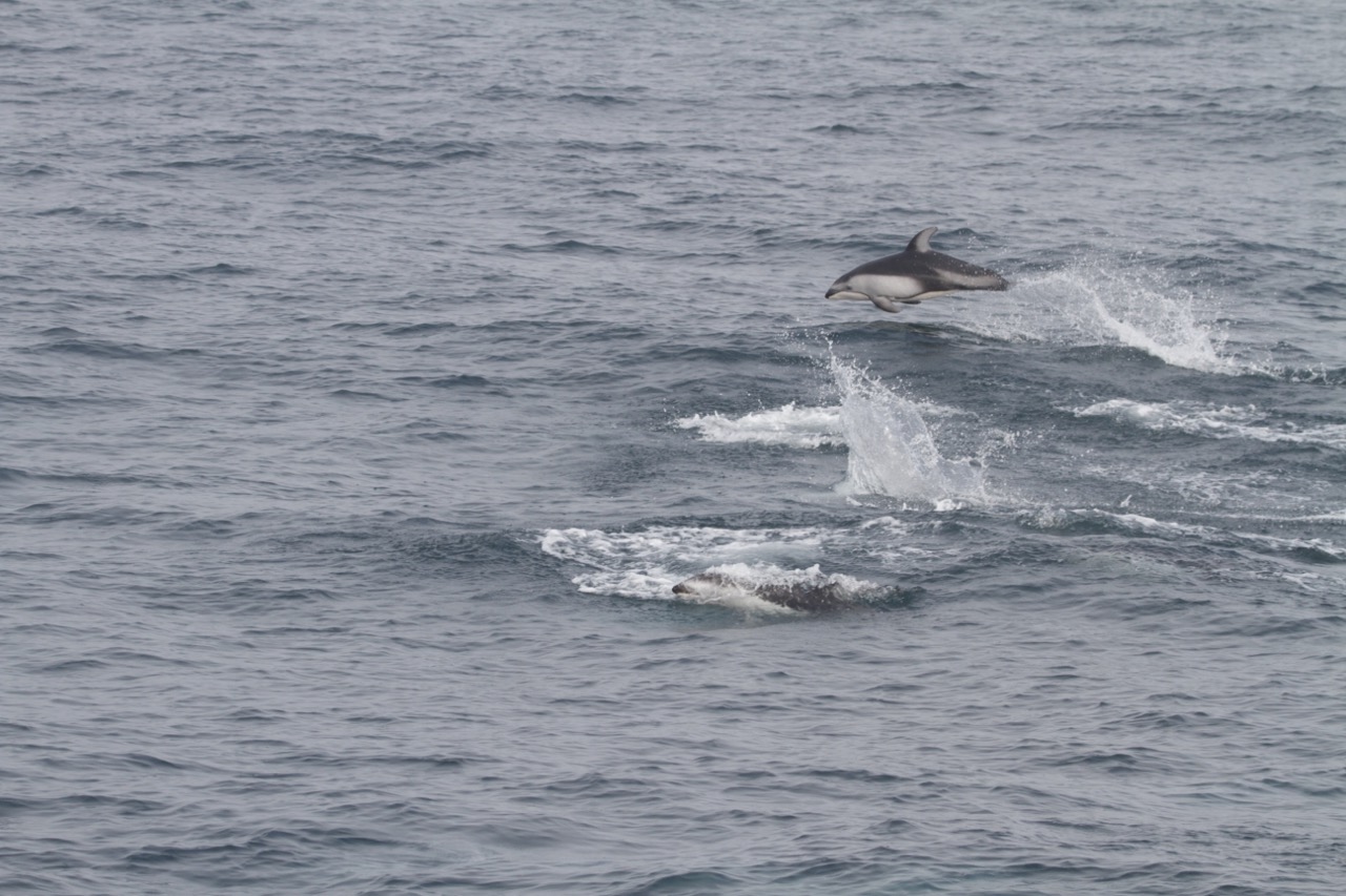 a whale jumping out of the water