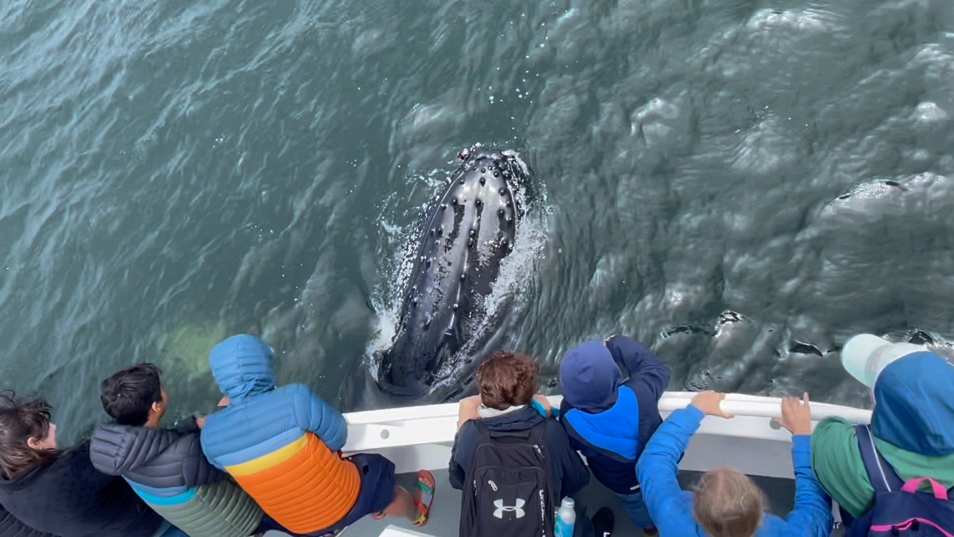 a group of people swimming in the water