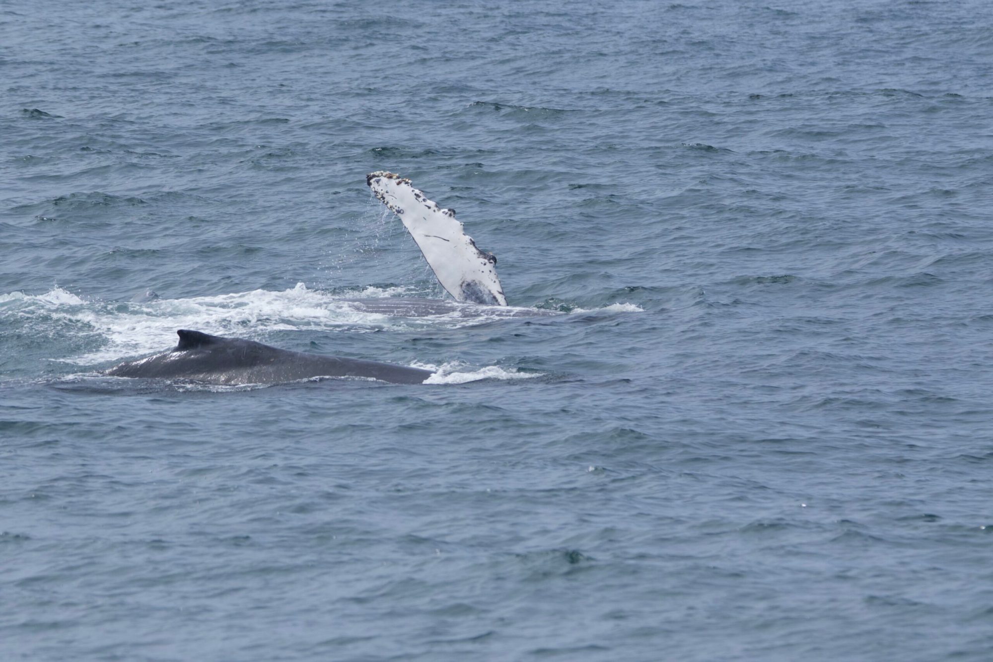 a whale jumping out of the water