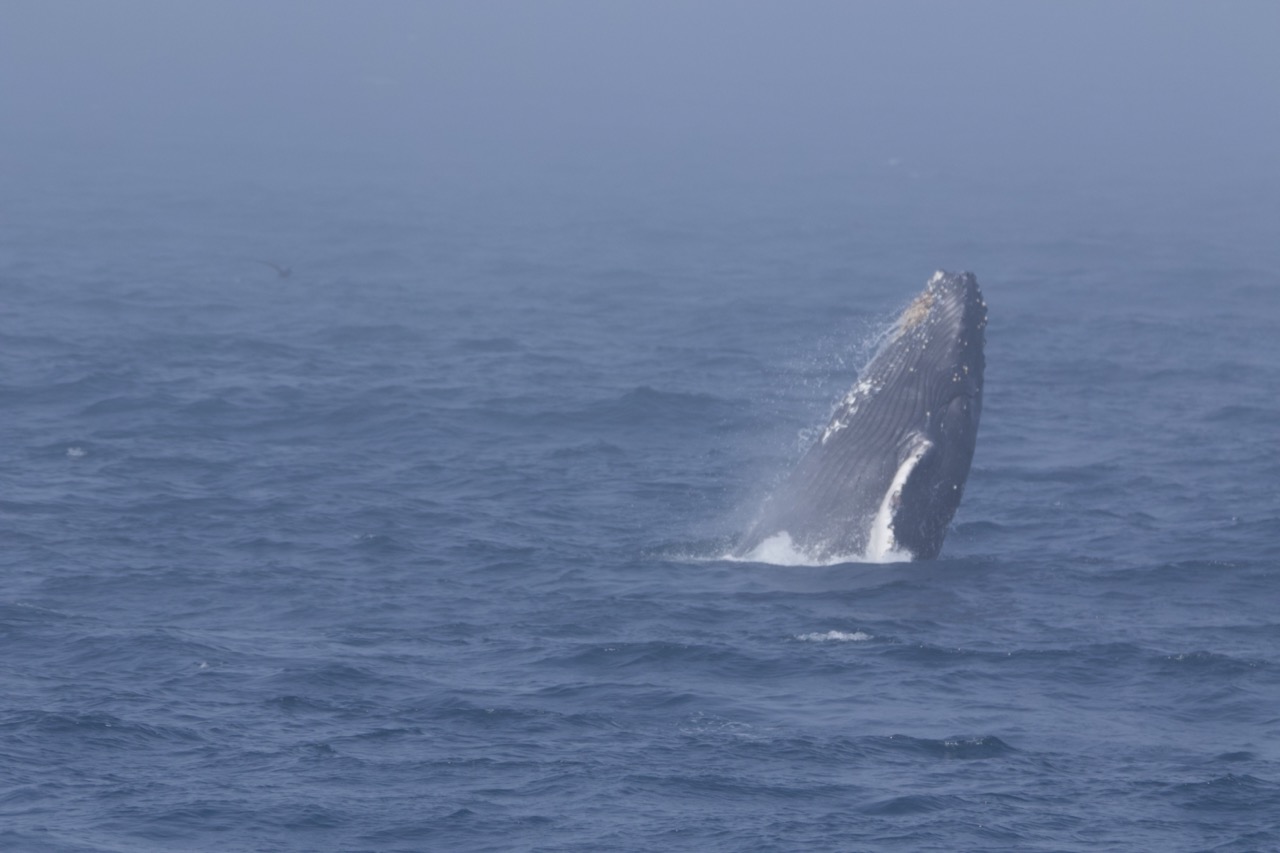 a whale jumping out of the water