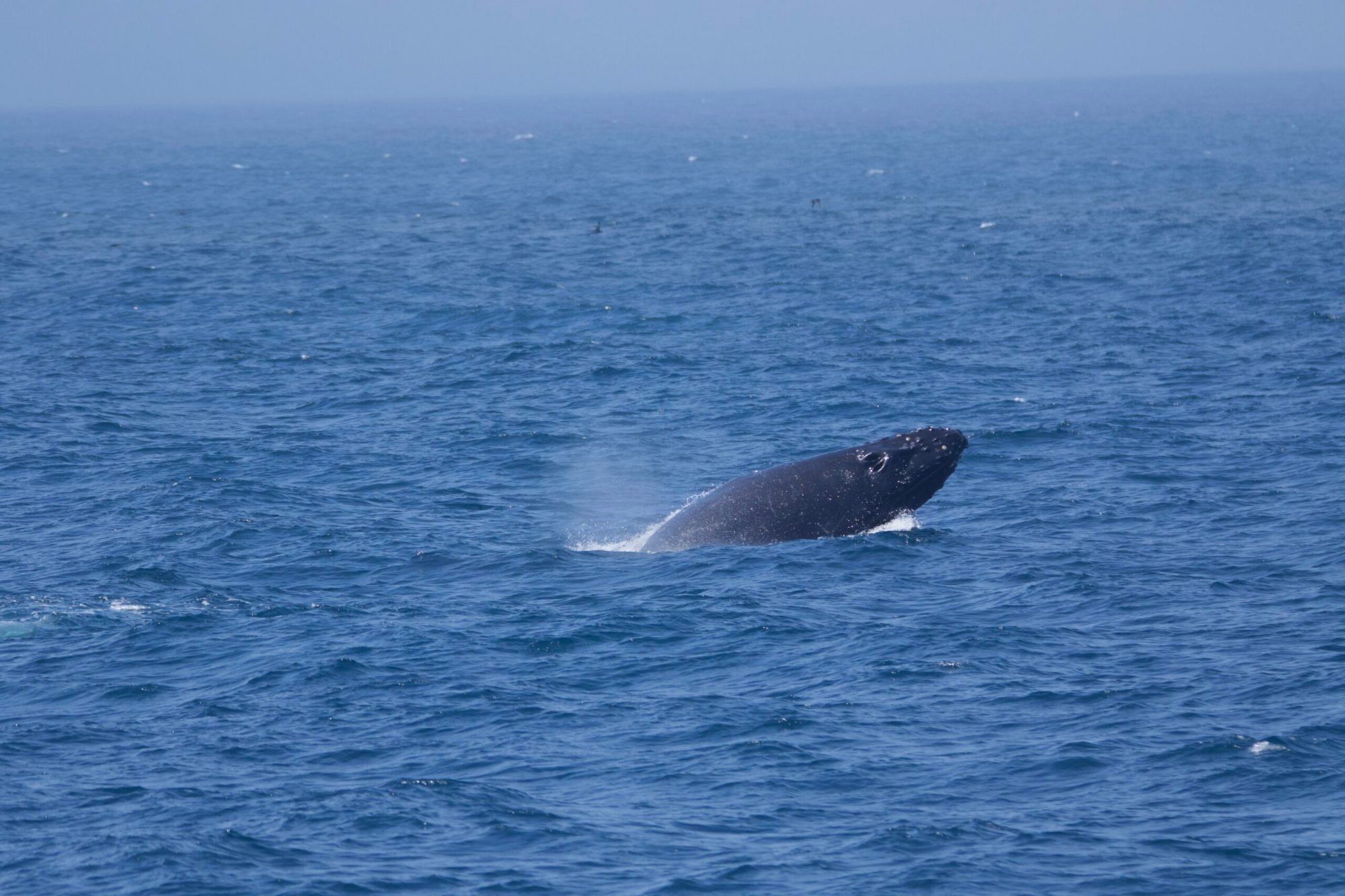 a whale jumping out of the water