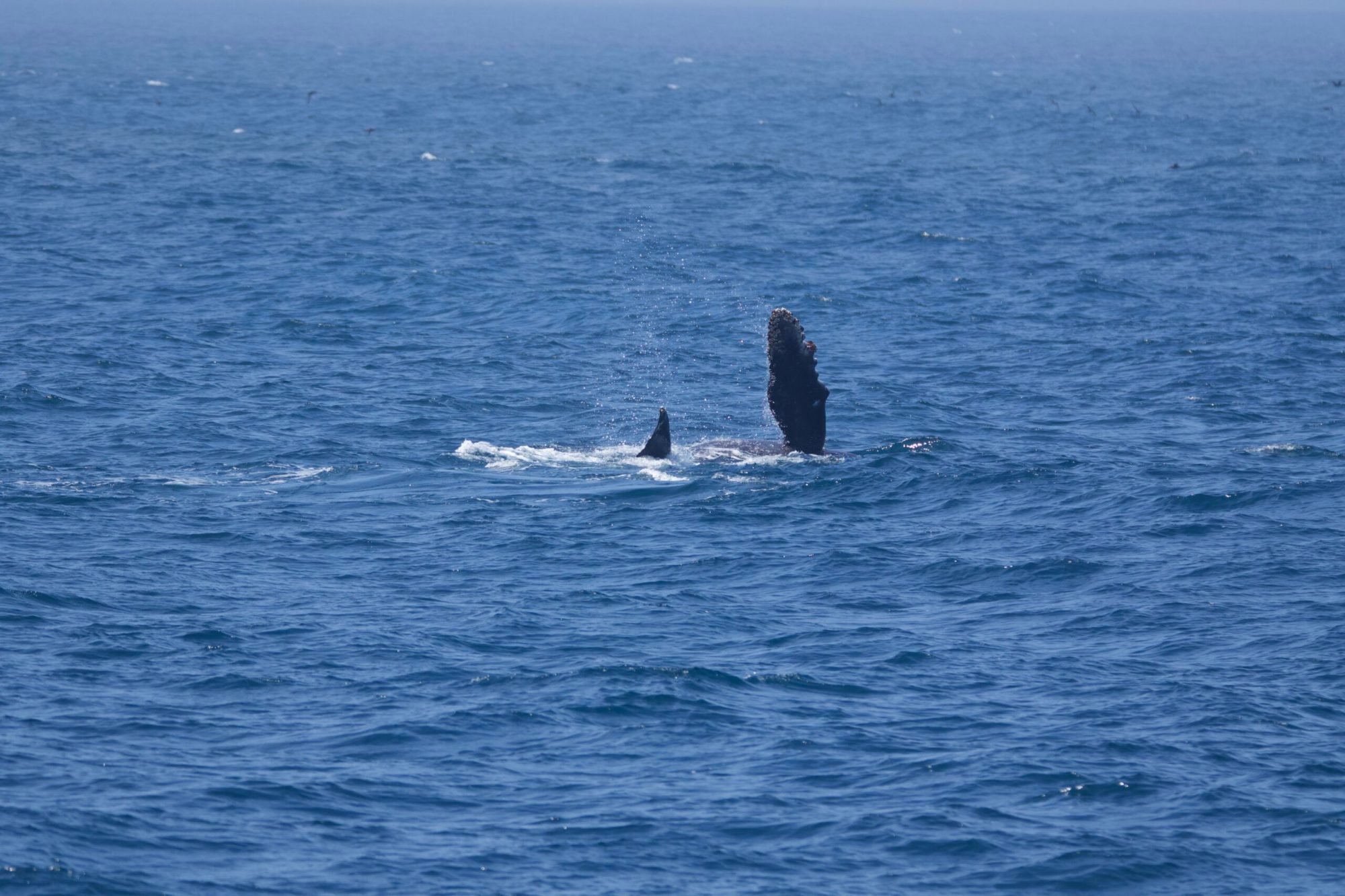 a whale jumping out of the water