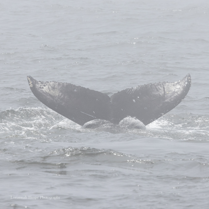 a whale jumping out of the water