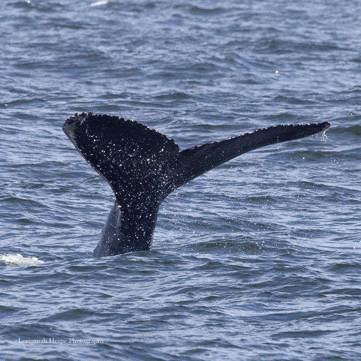a whale swimming in a body of water