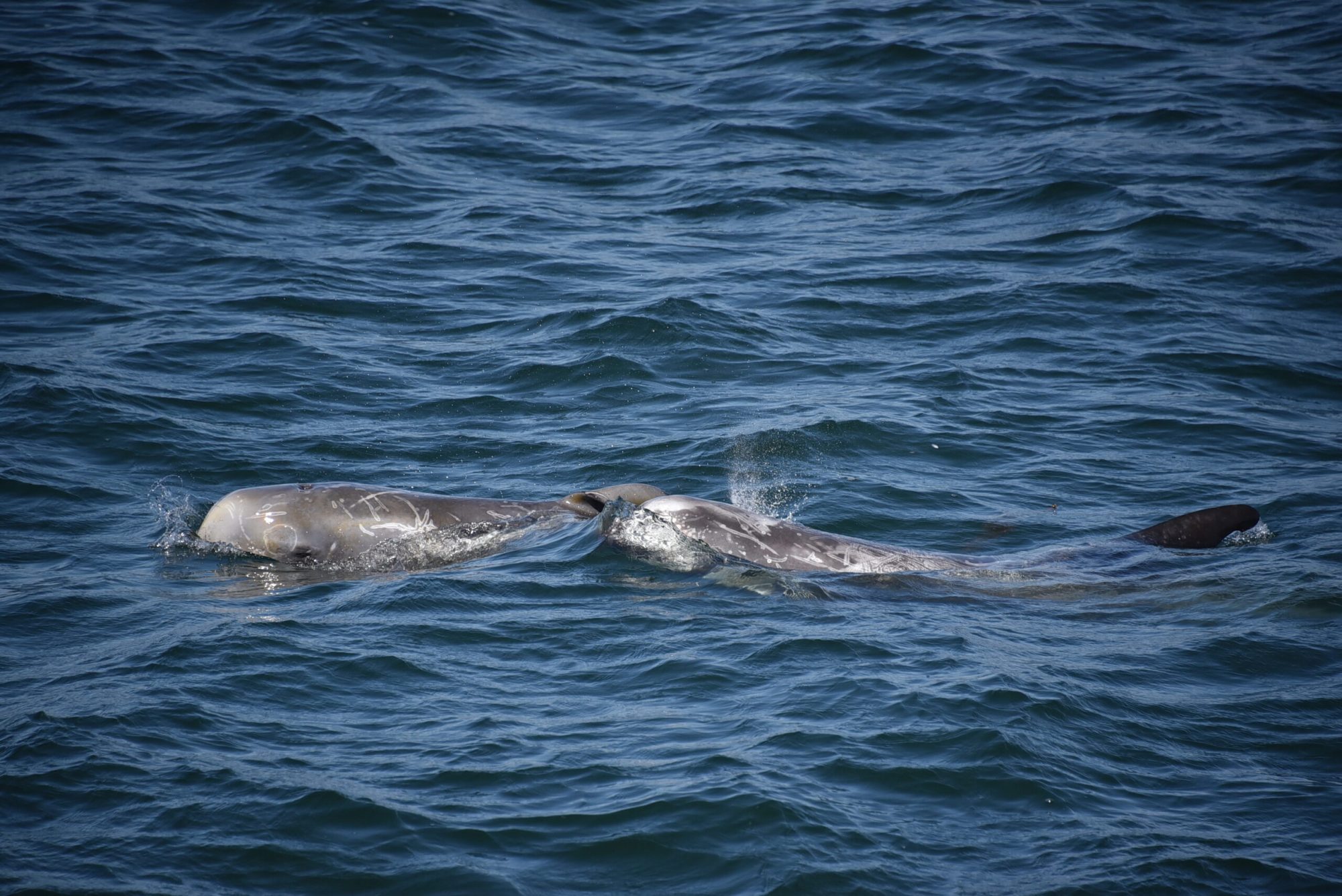 an animal swimming in the water