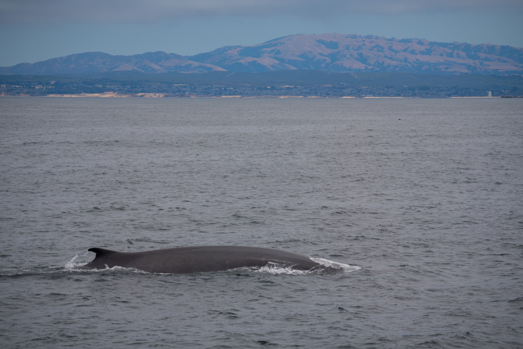 DSC06686 a whale jumping out of the water