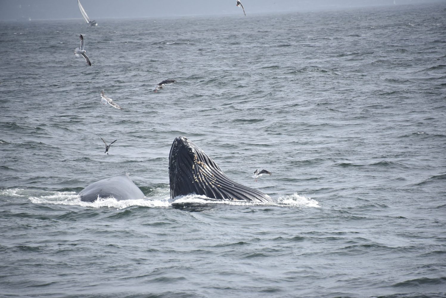 Tuesday July 9, 2024 | Princess Monterey Whale Watching