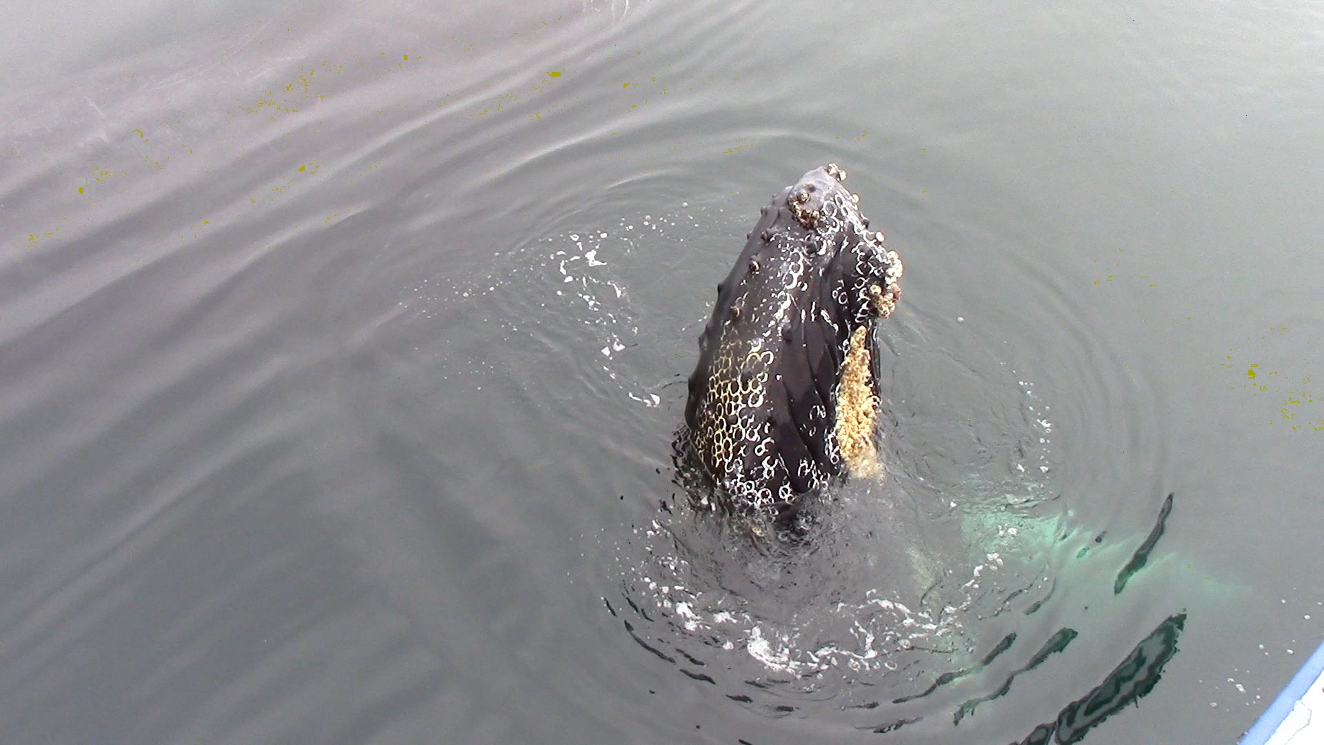 a dog swimming in a body of water