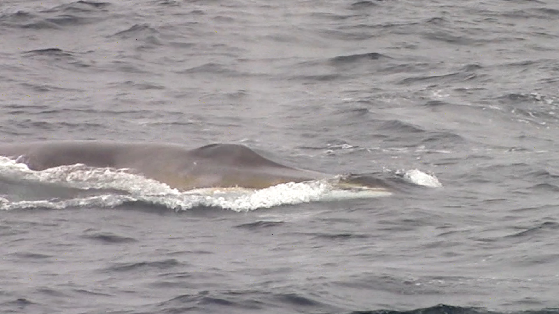a whale swimming in the ocean