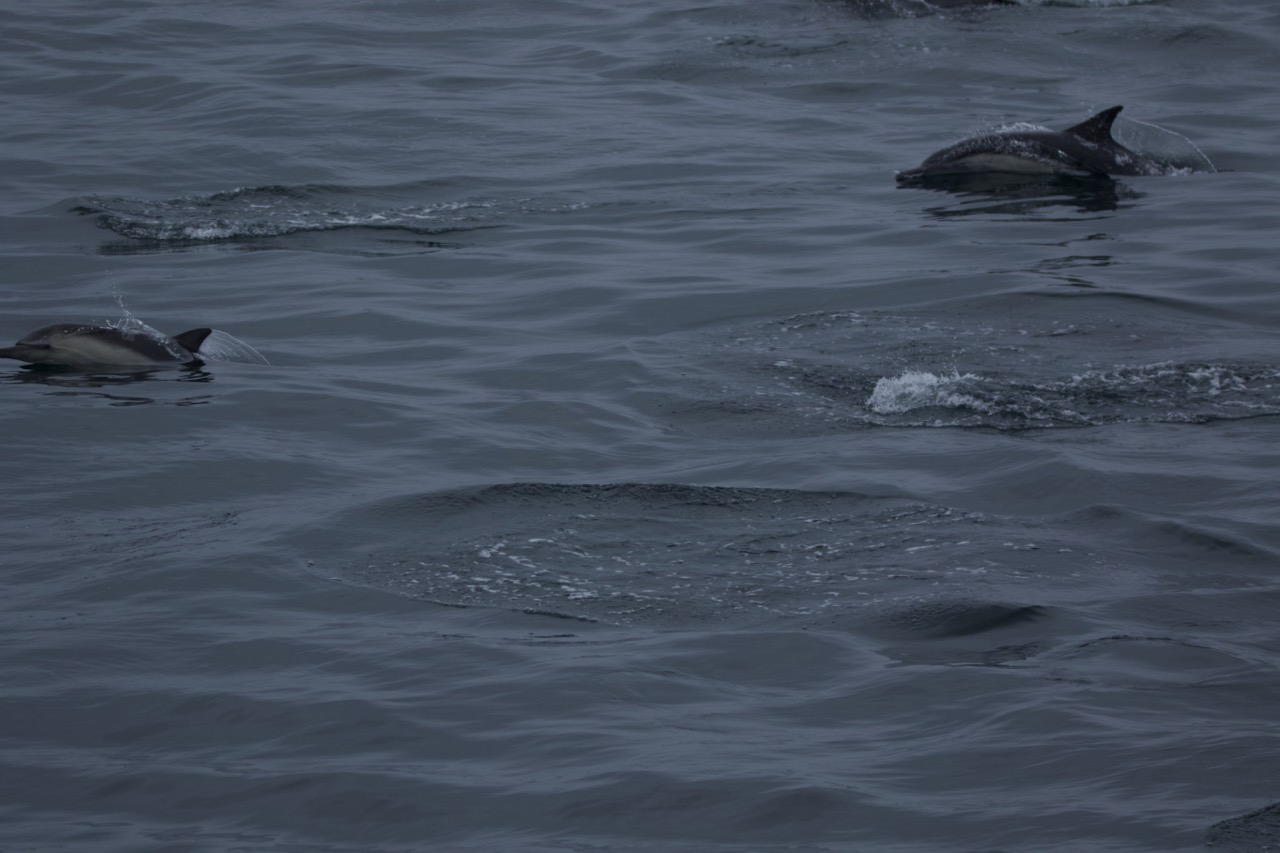 a bird swimming in water next to the ocean