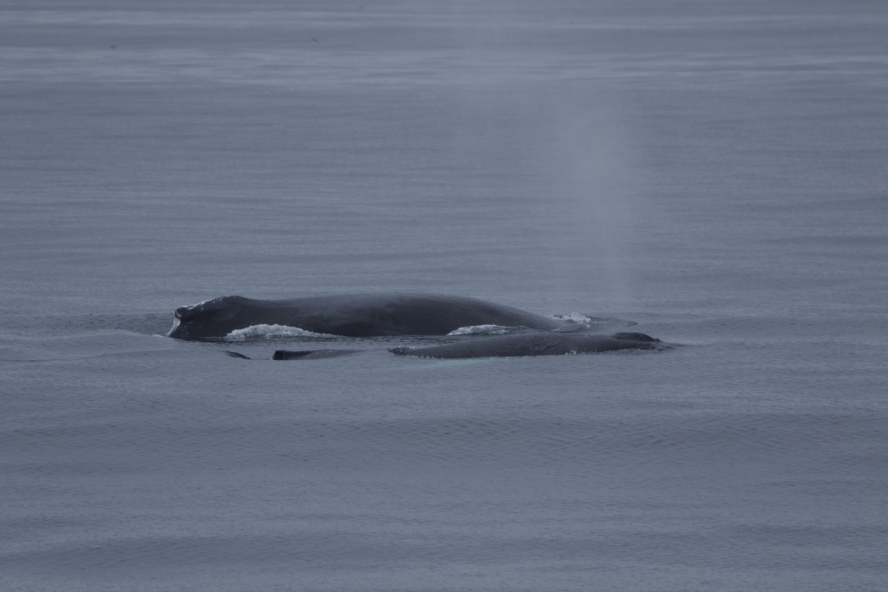 a whale jumping out of the water