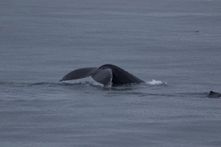 a whale jumping out of the water