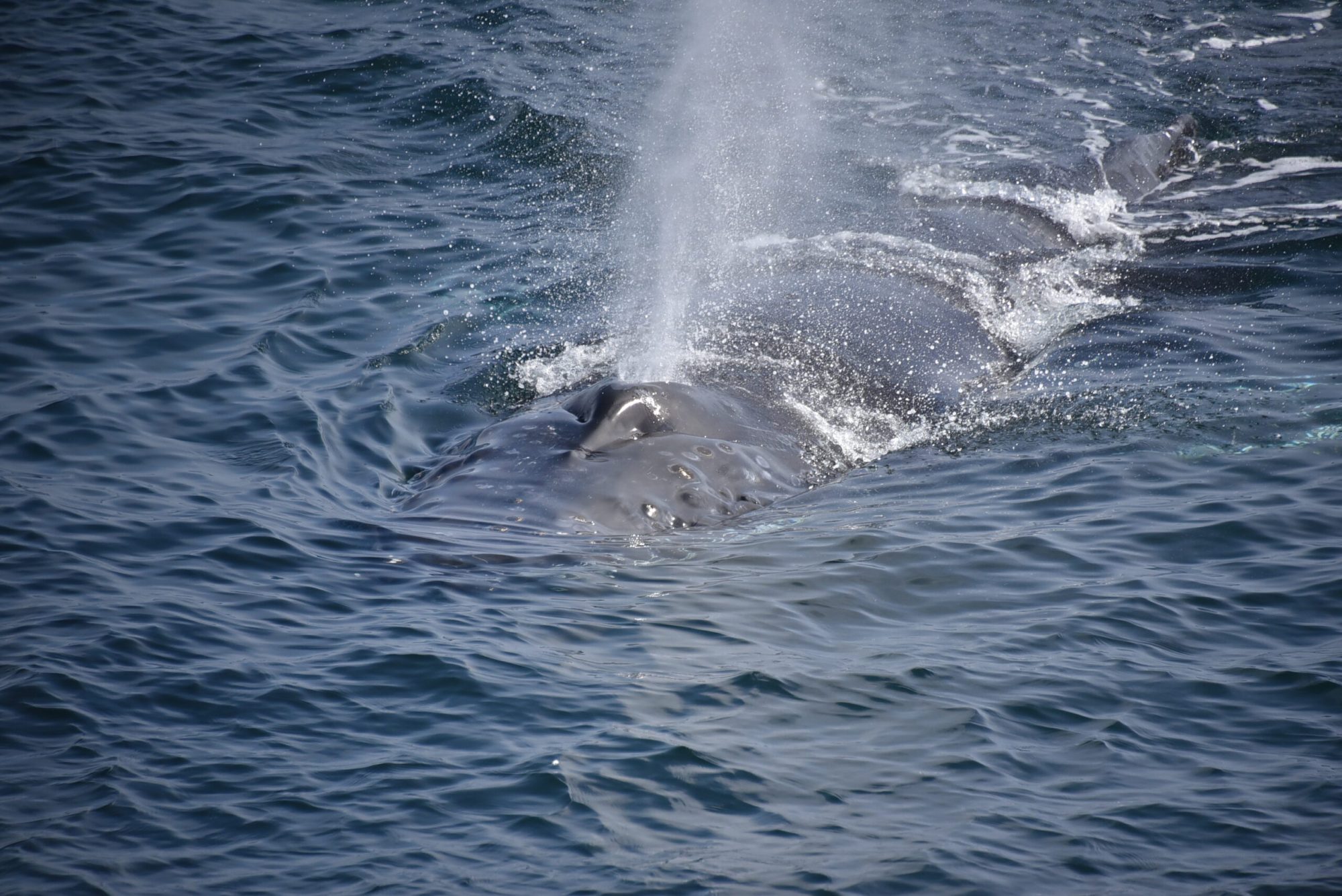 a whale jumping out of the water