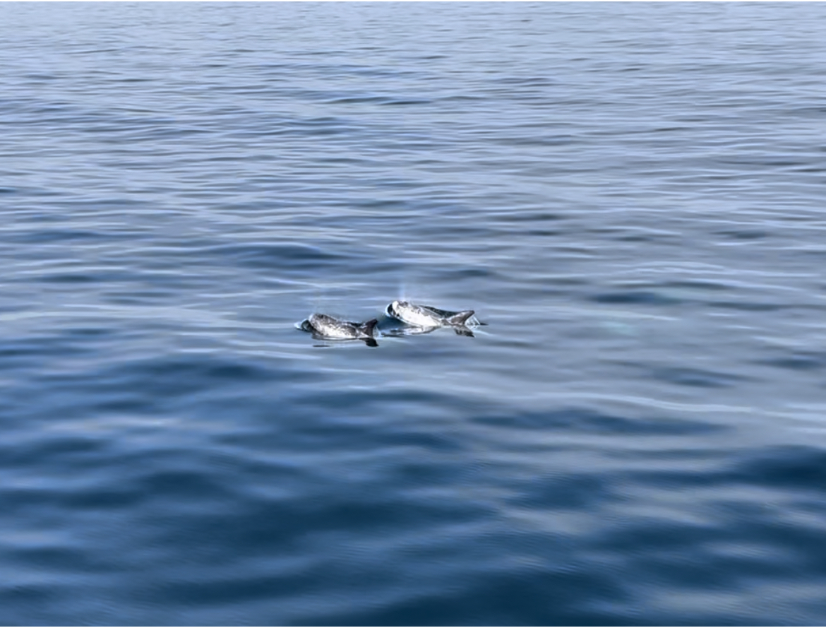 a bird flying over a body of water