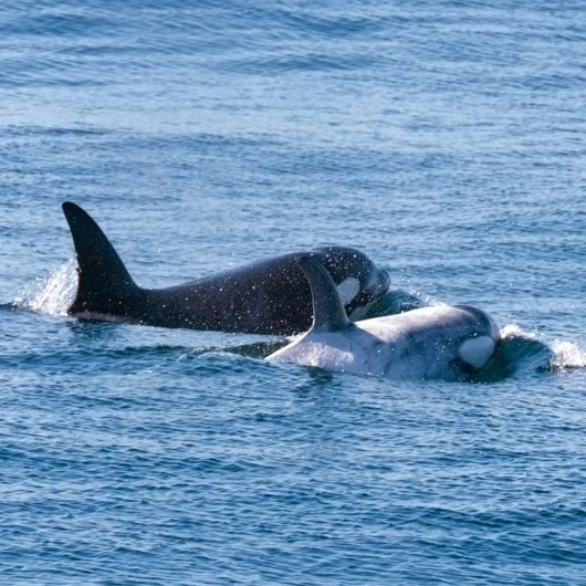 an animal swimming in the water