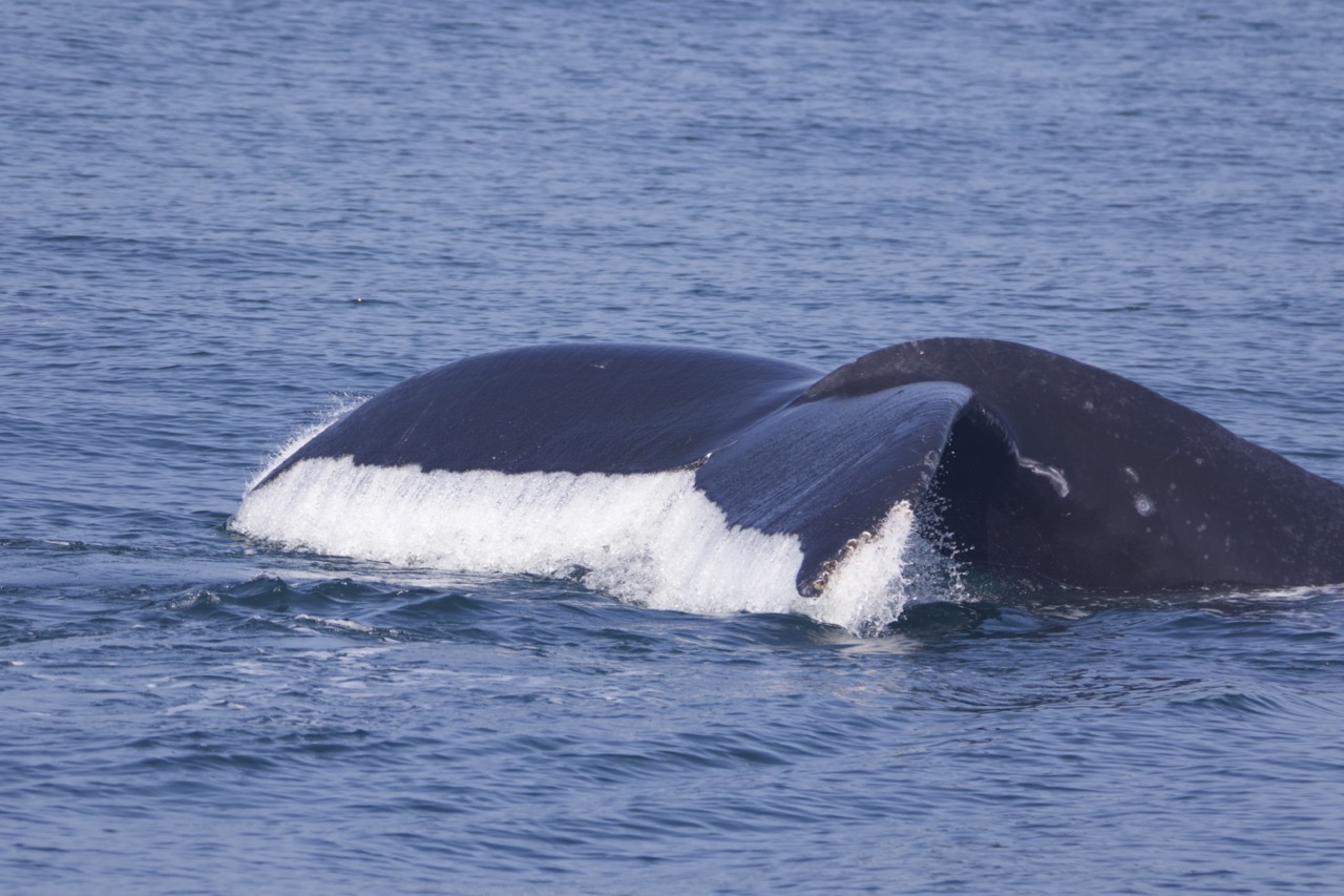 a whale swimming in a body of water