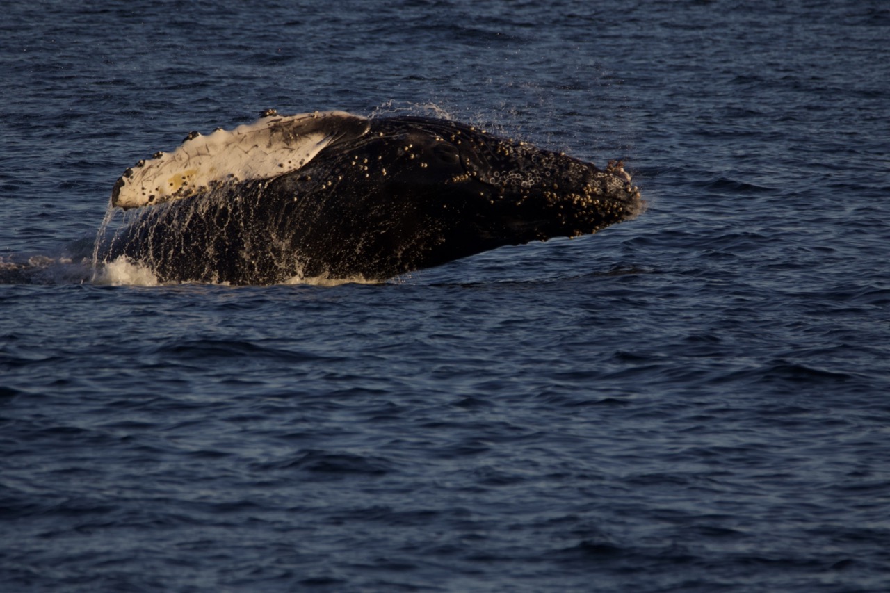 a whale jumping out of the water