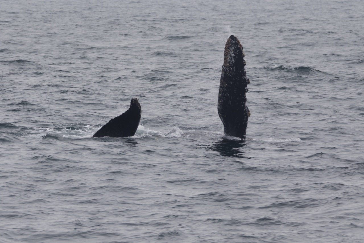 3X6A9933 Large a whale swimming in a body of water