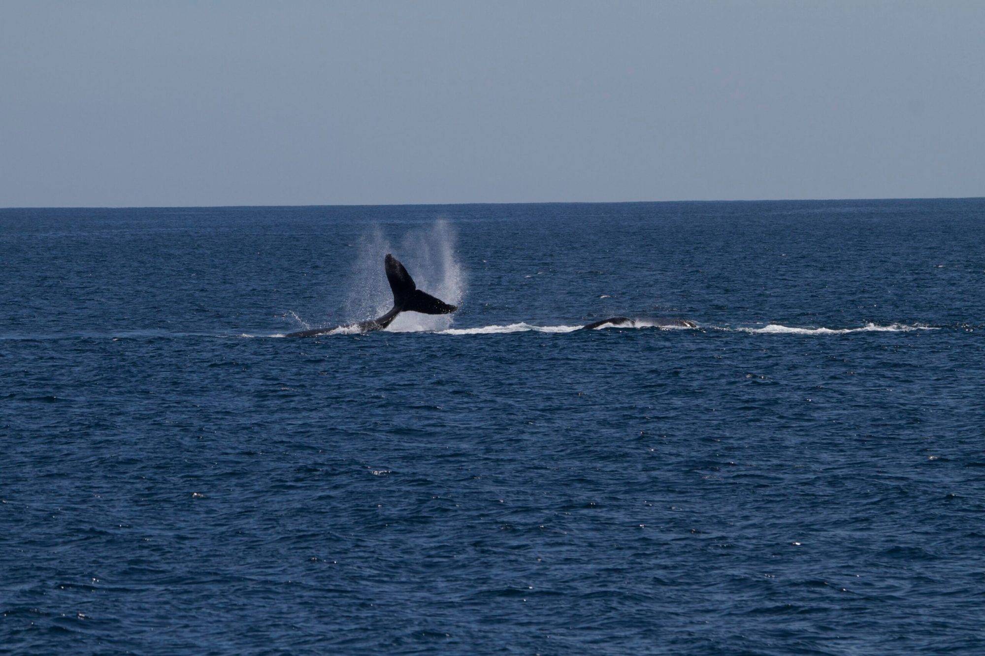 a whale jumping out of a body of water