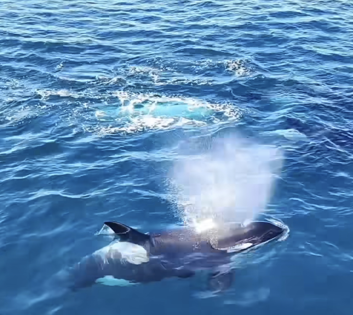 a bird swimming in water next to the ocean