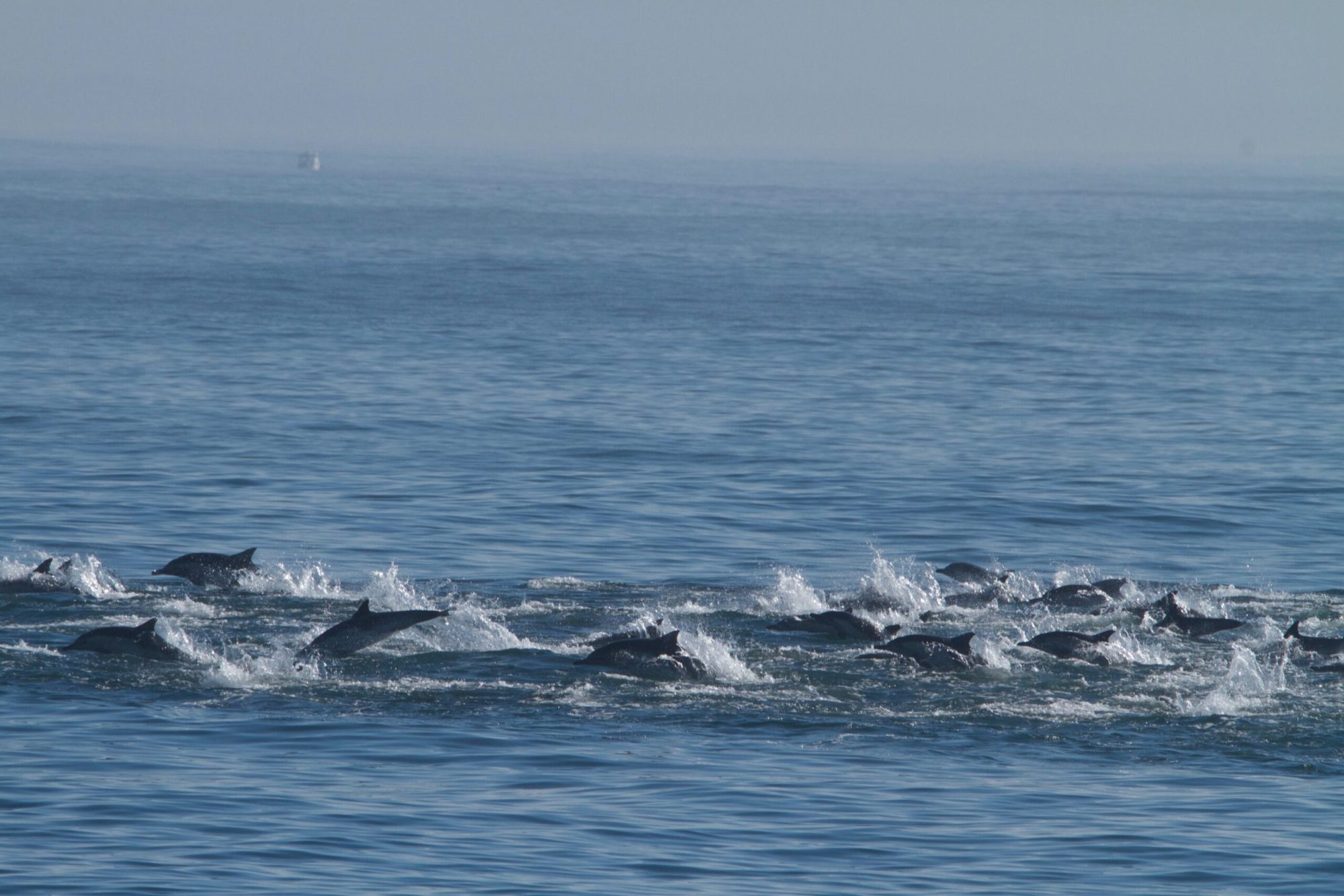 a whale jumping out of the water