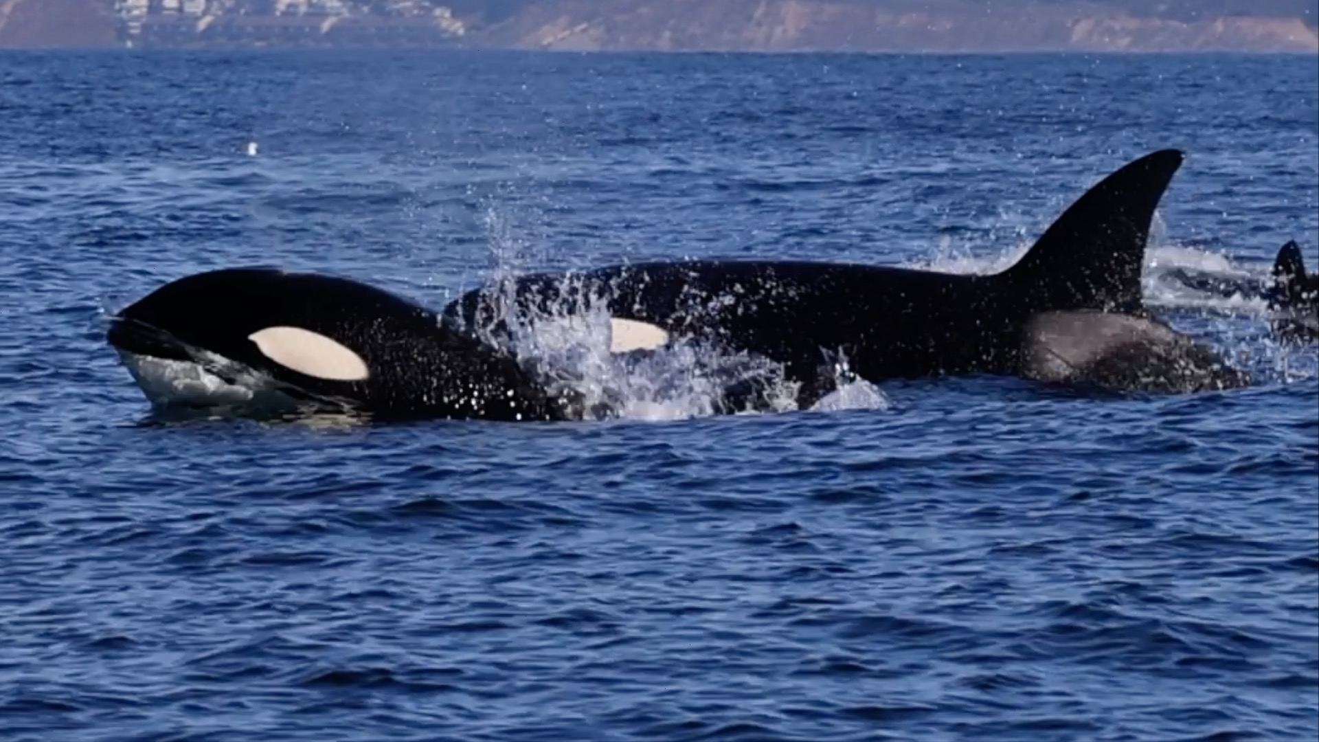 a dog swimming in a body of water
