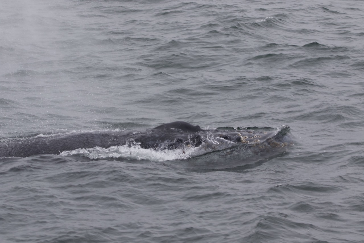 a whale jumping out of the water