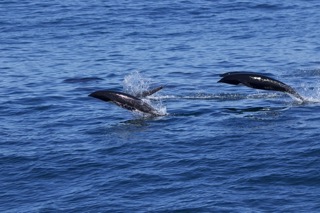 3X6A2113 Small a whale swimming in a body of water