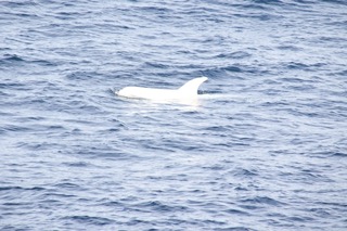 a large body of water