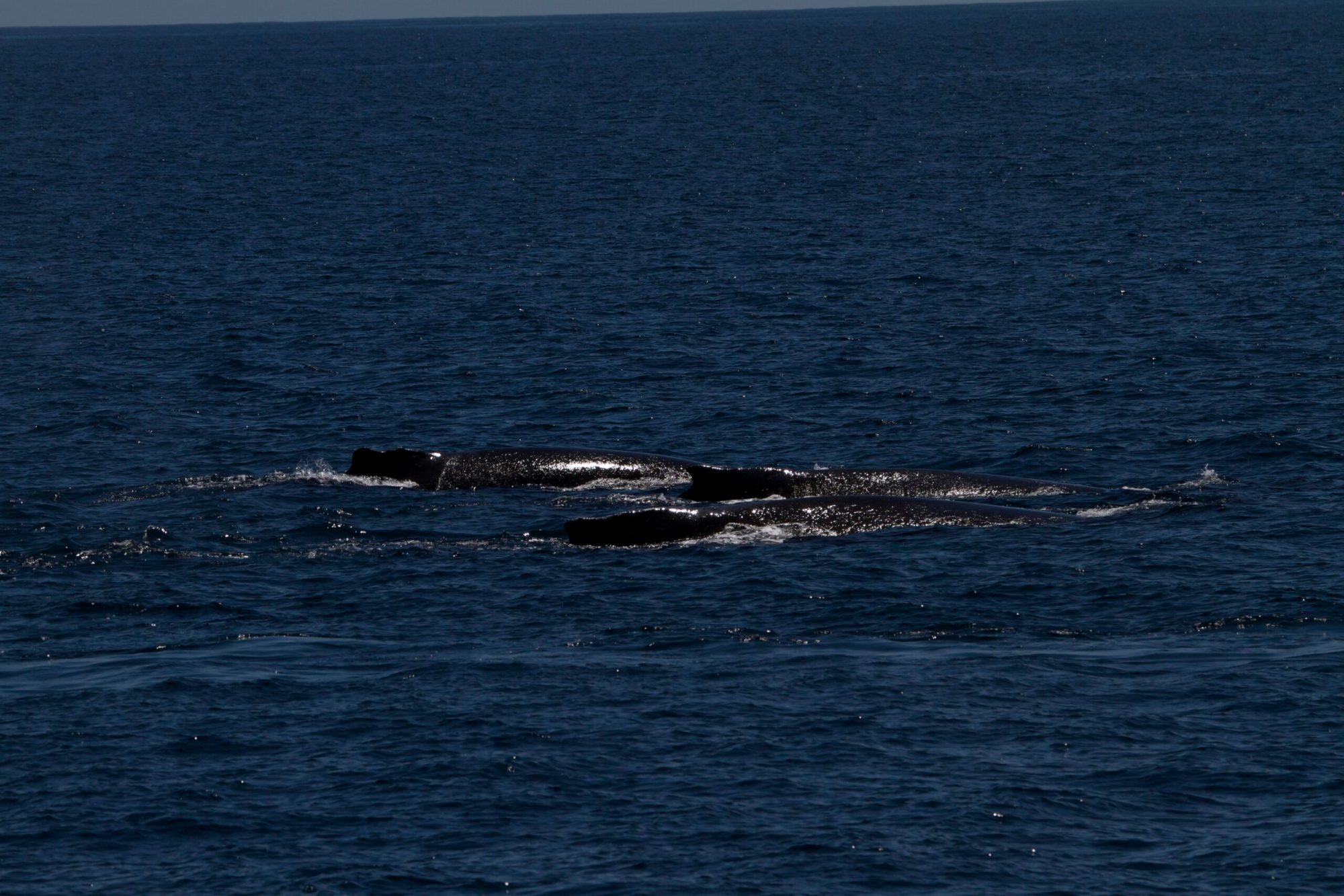 a whale jumping out of the water