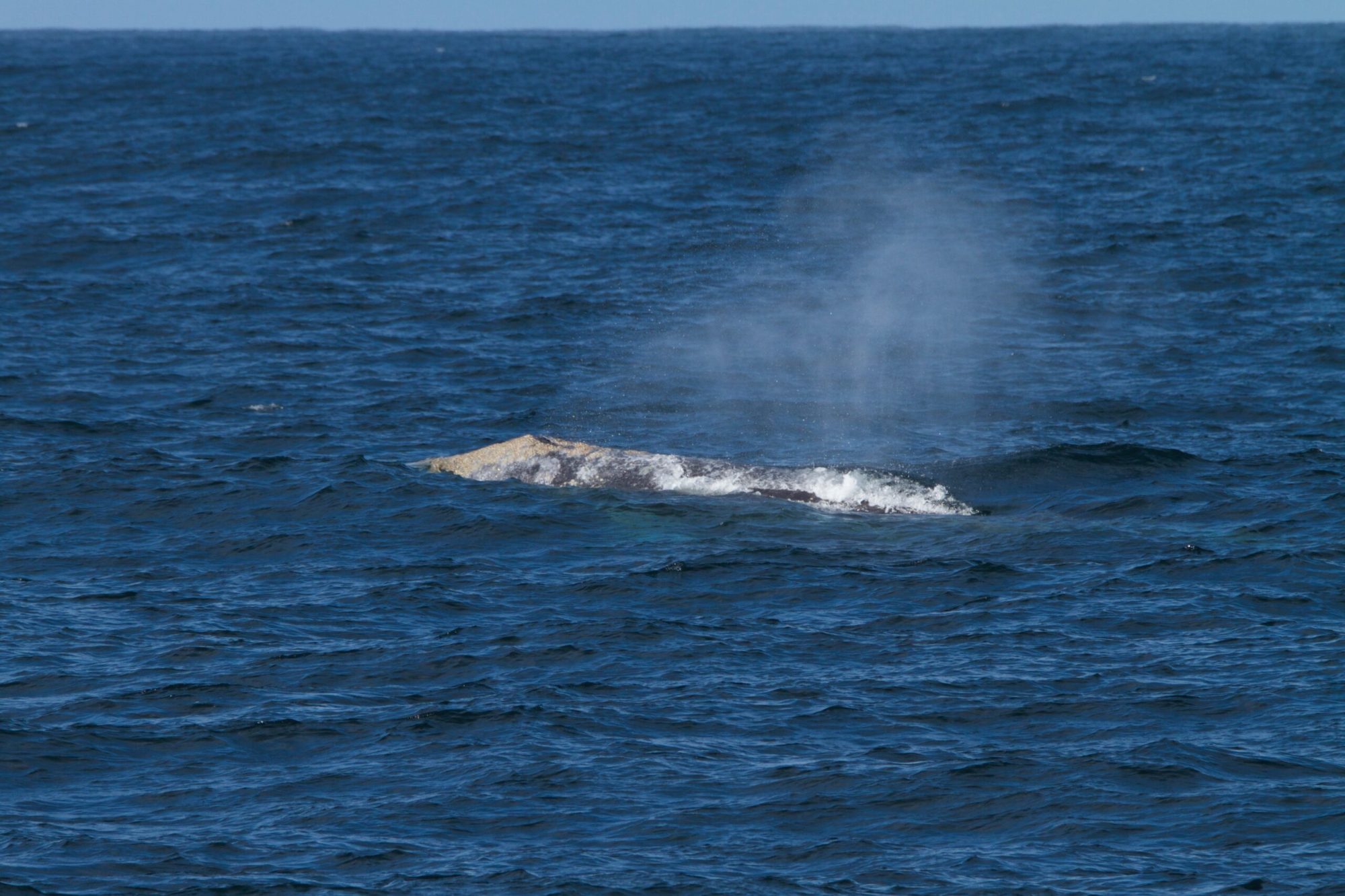 a whale jumping out of the water