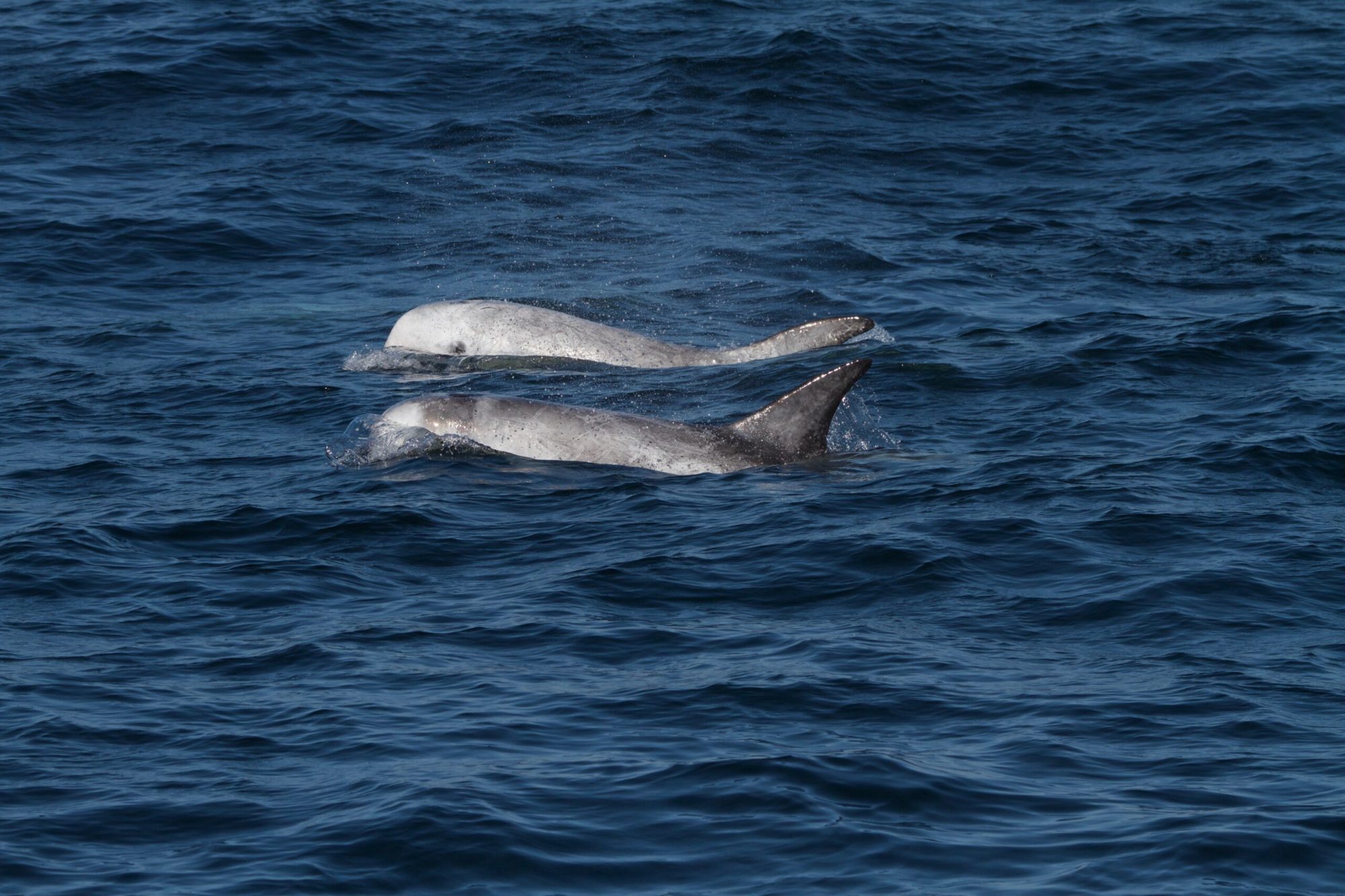 a whale jumping out of the water