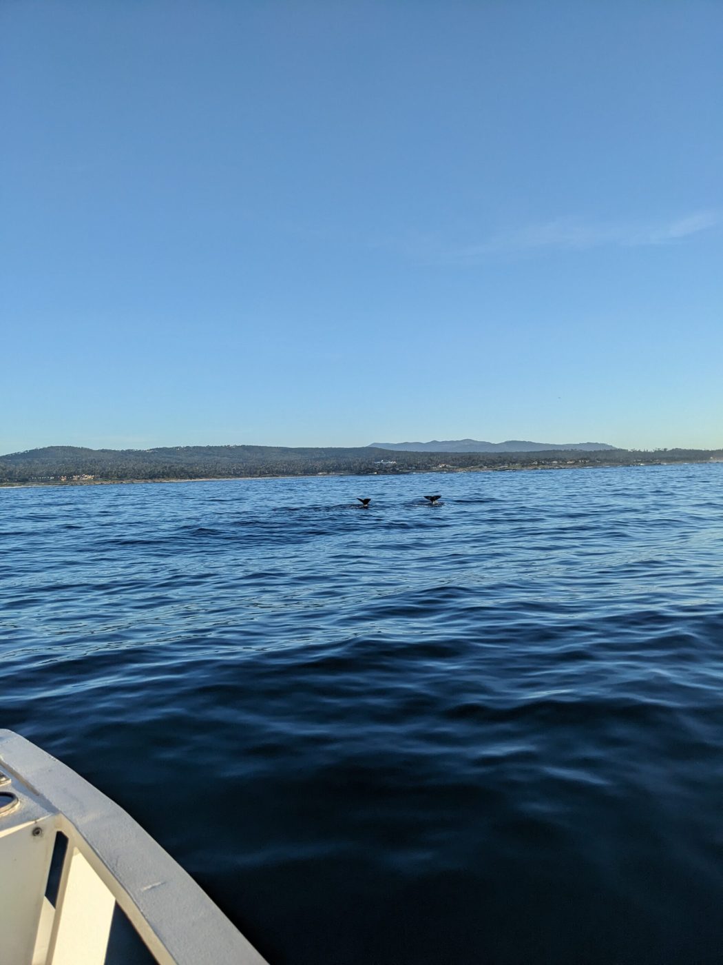 Wednesday January 10, 2024 | Princess Monterey Whale Watching