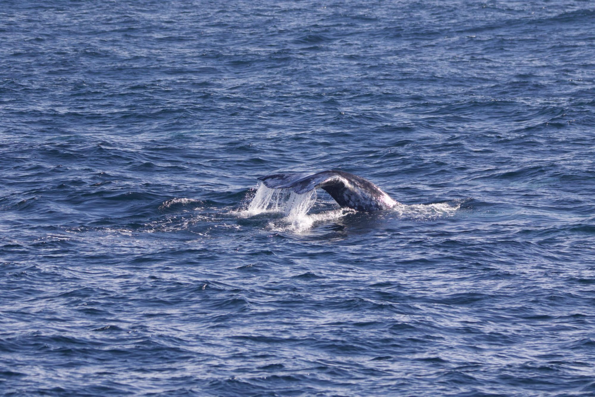 a whale jumping out of the water