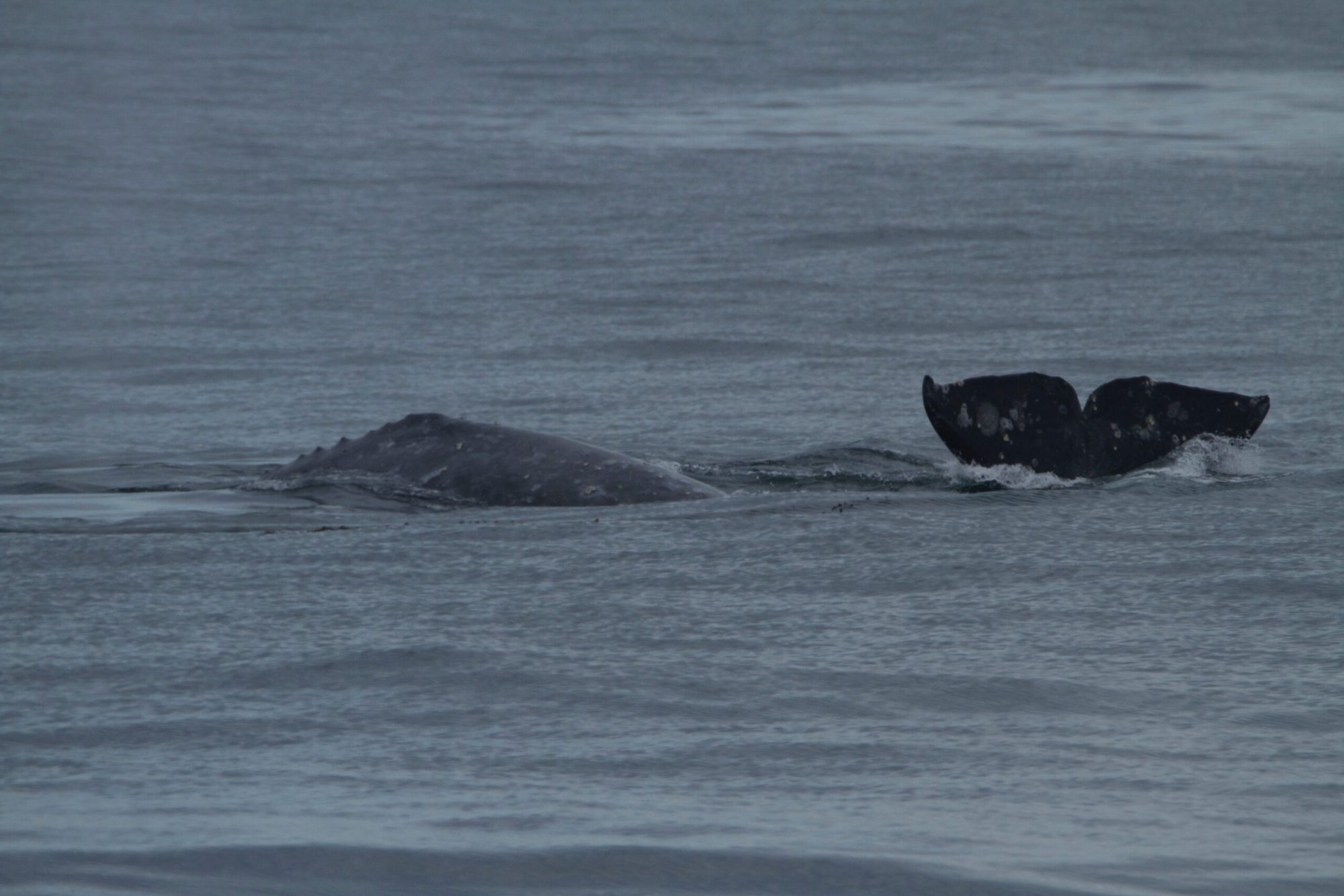 a person lying in a body of water