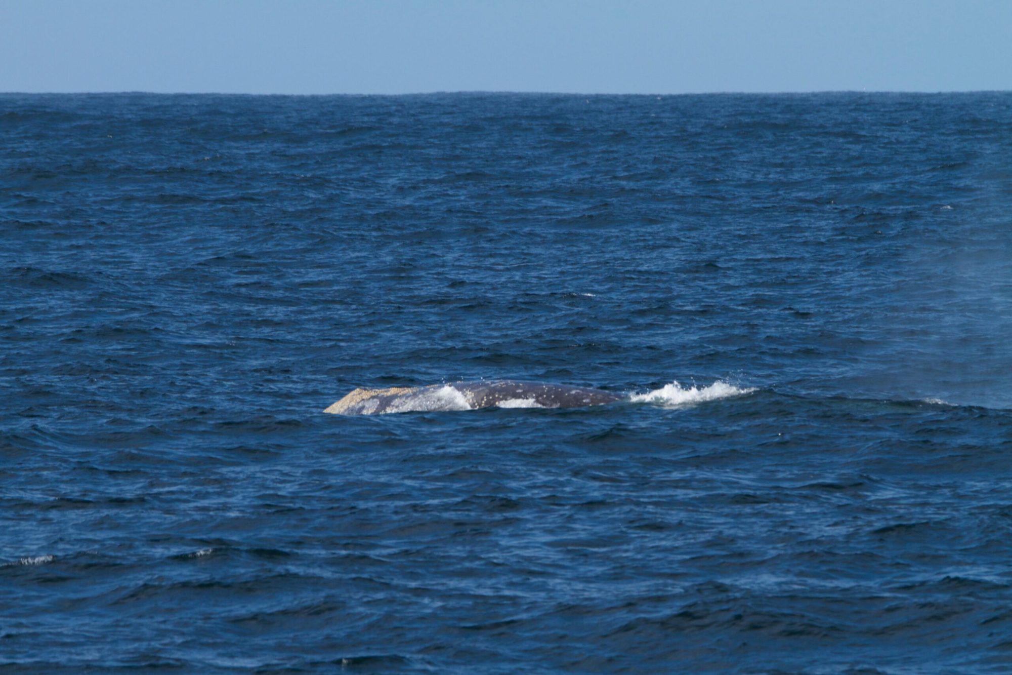 a whale jumping out of the water
