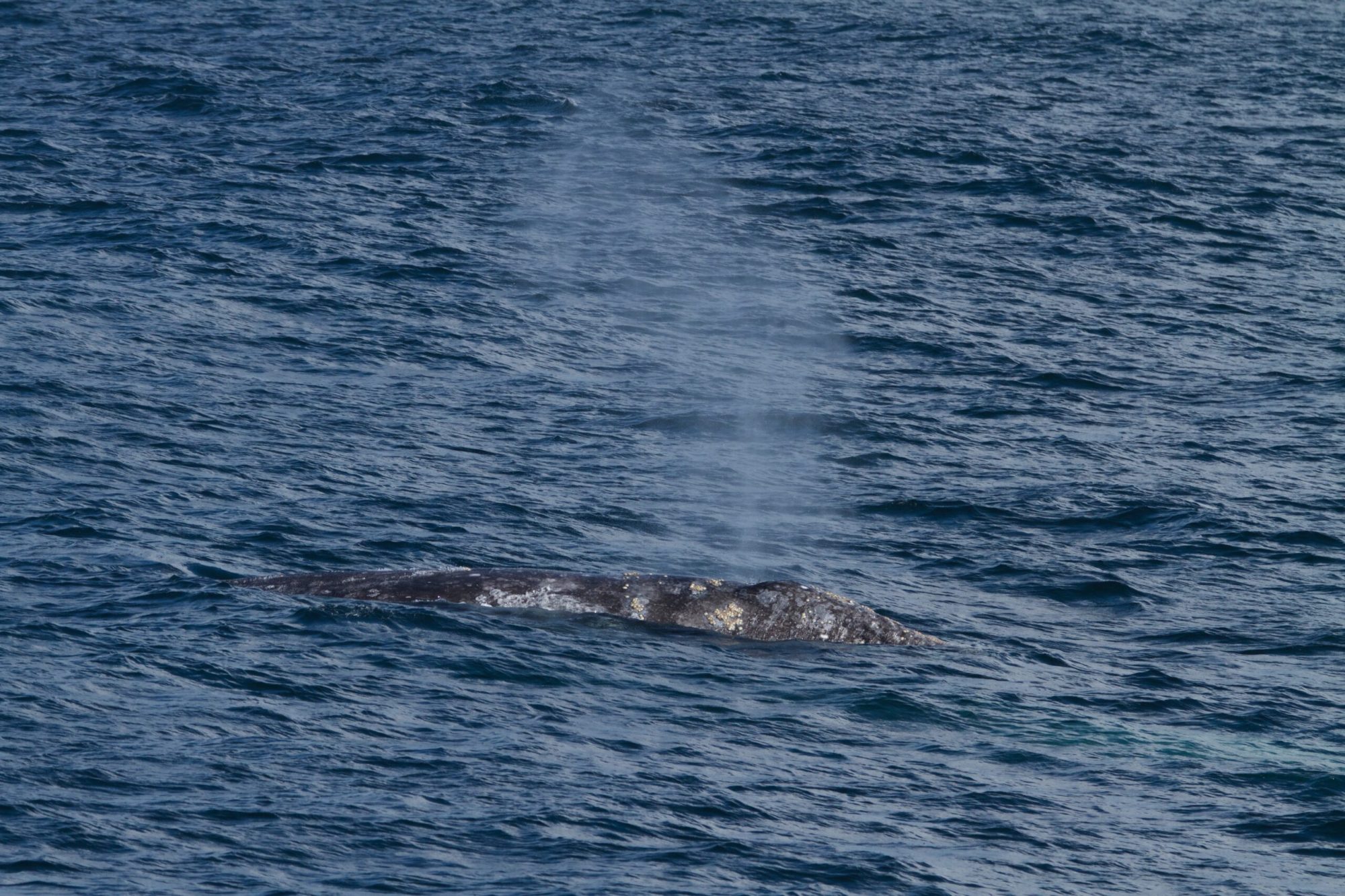 a whale jumping out of the water