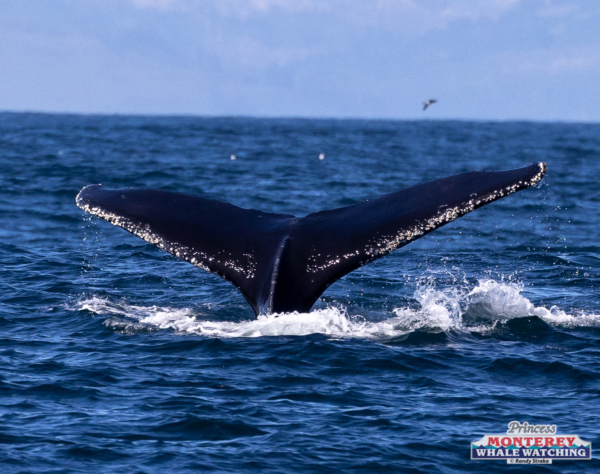 a whale jumping out of the water