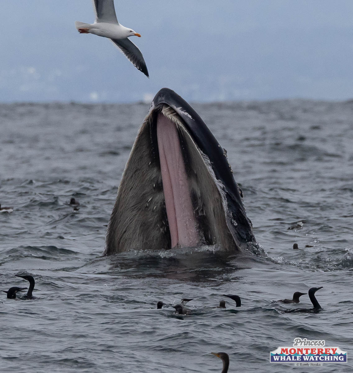 a close up of a bird flying over a body of water